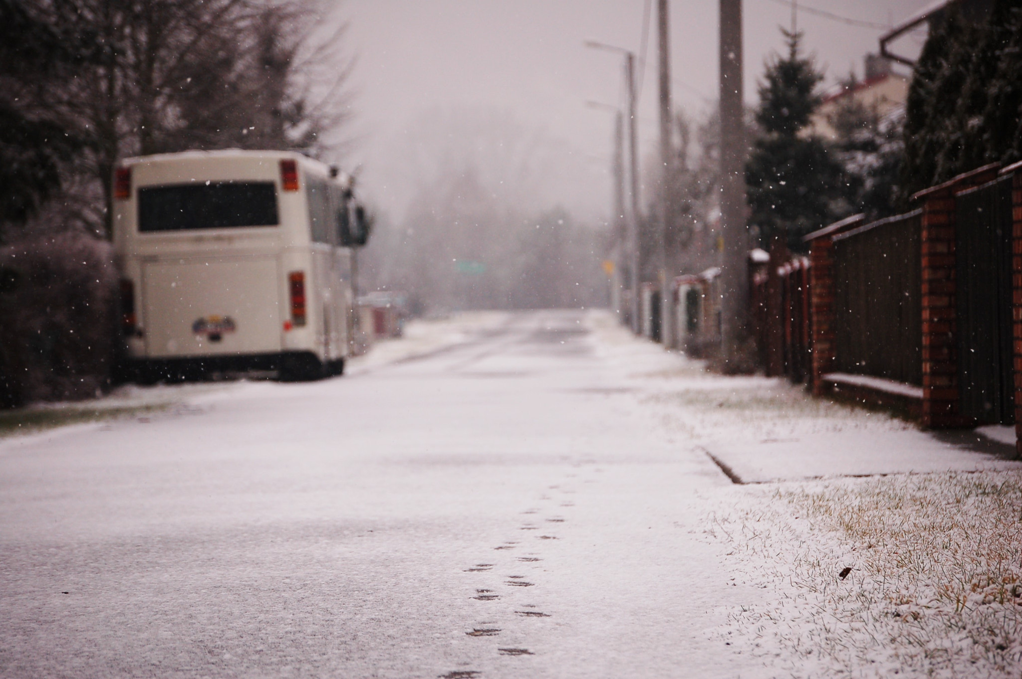 Nikon D50 sample photo. Snowy paws photography