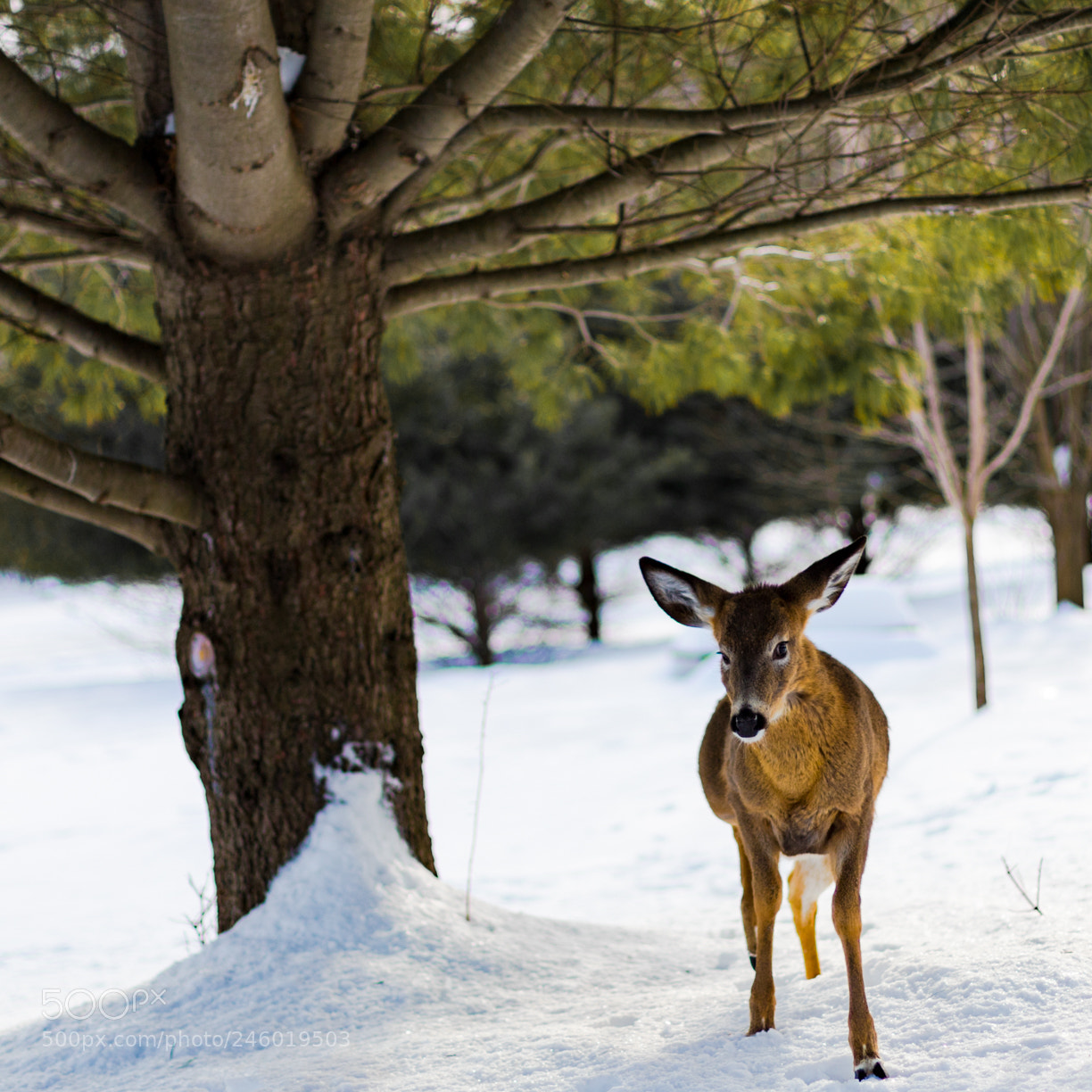 Canon EOS 6D Mark II sample photo. Winter wild life photography