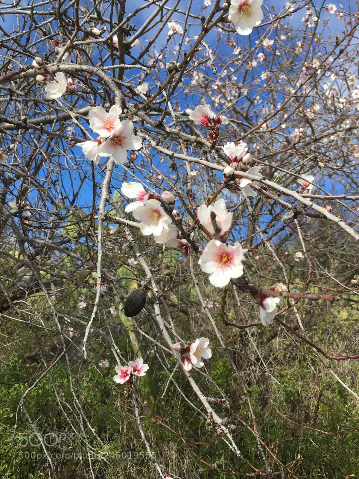 Apple iPhone SE sample photo. Mandelblüte, la palma photography