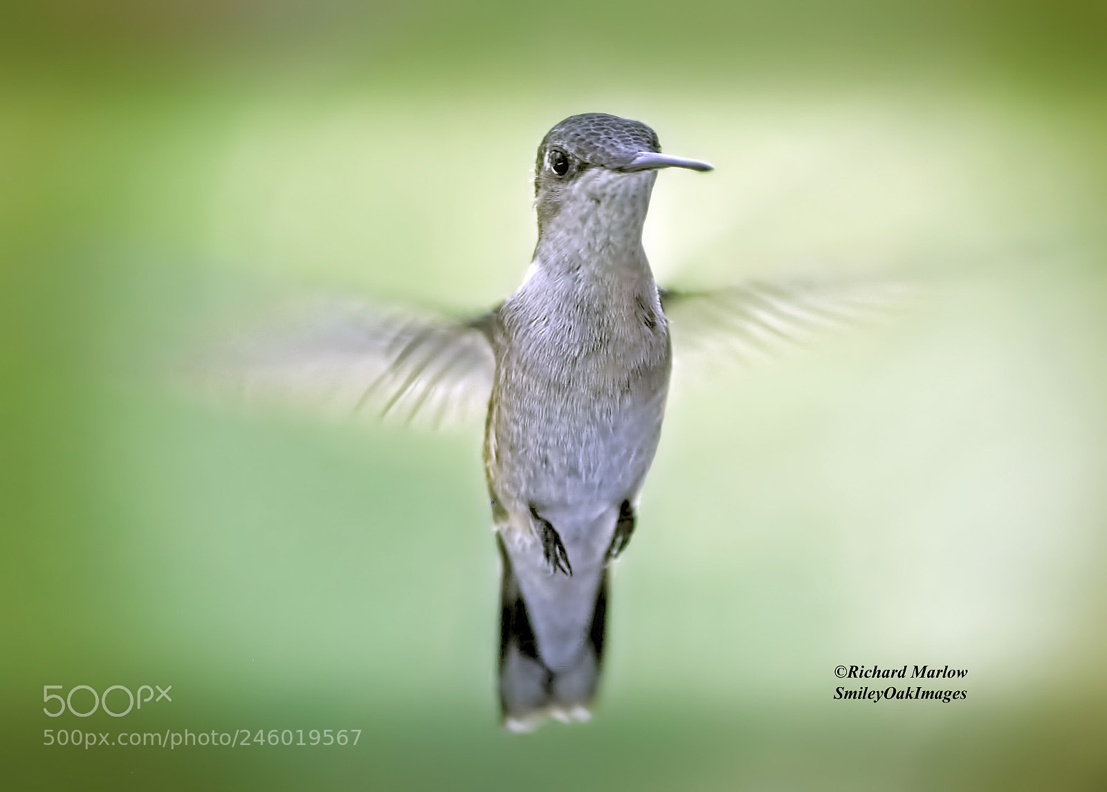 Nikon D5000 sample photo. Hummingbird photography