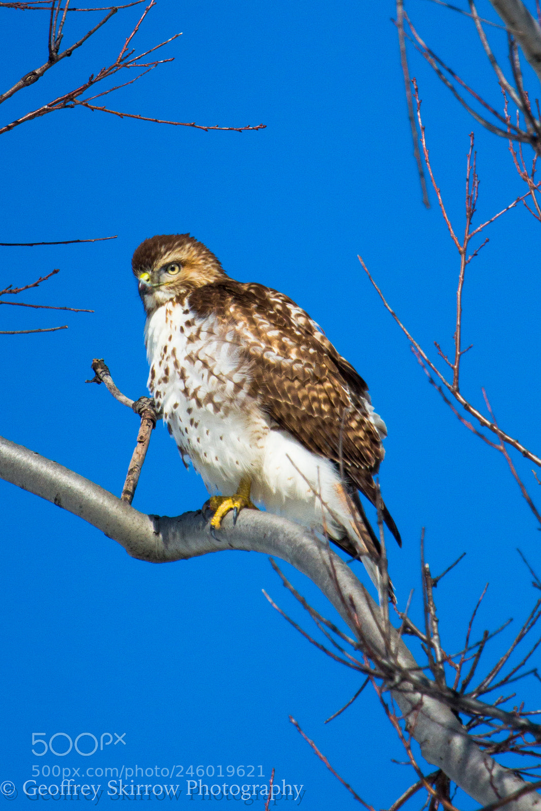 Canon EOS 650D (EOS Rebel T4i / EOS Kiss X6i) sample photo. Serious predator photography