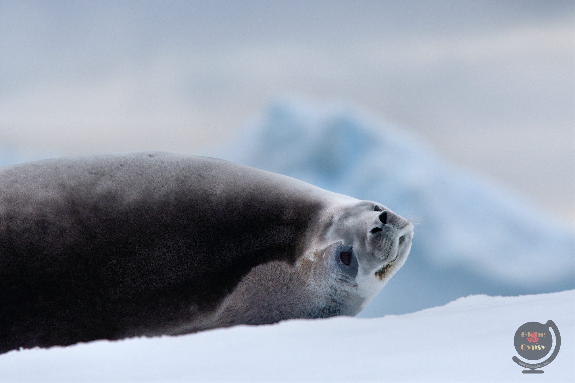 Nikon Nikkor AF-S 300mm F4E PF ED VR sample photo. Weddell seal photography