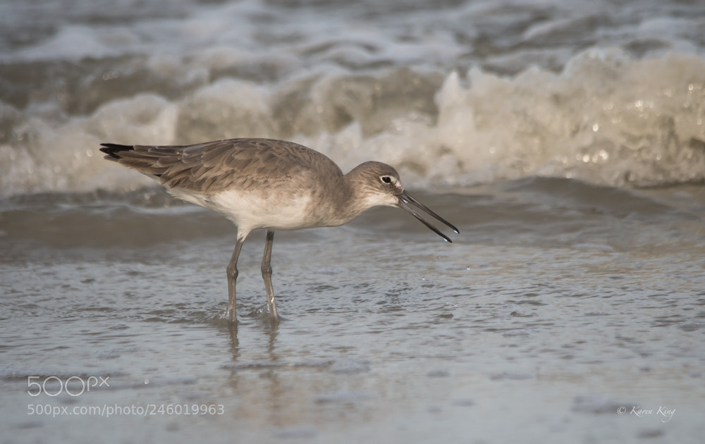 Nikon D500 sample photo. Willet eating photography