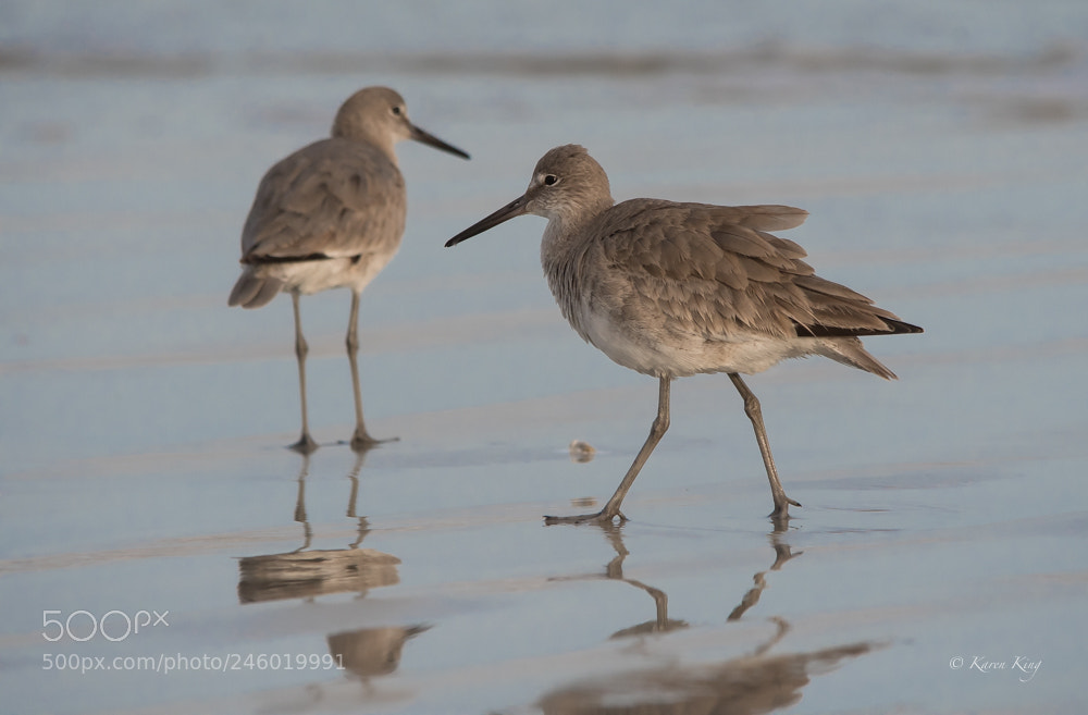 Nikon D500 sample photo. Willets photography