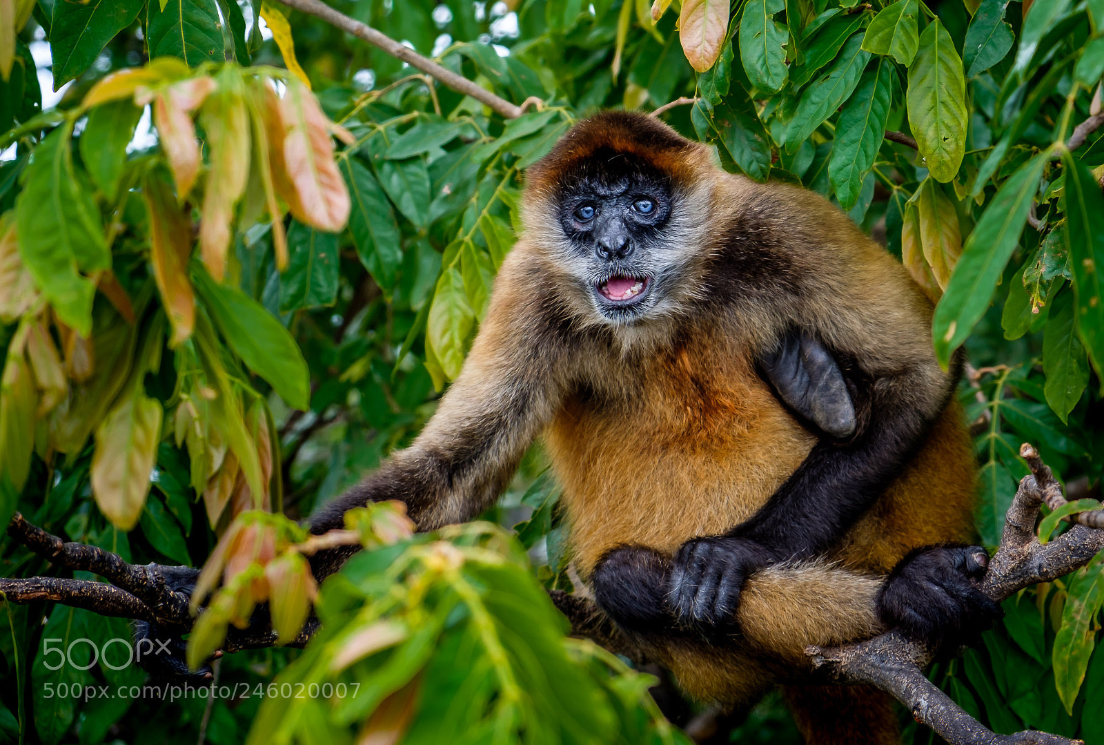 Fujifilm X-T2 sample photo. Blue-eyed monkey photography