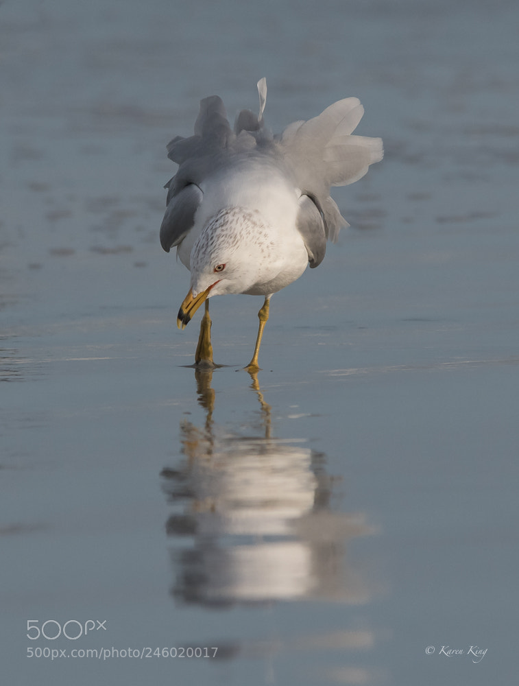 Nikon D500 sample photo. Gull feathers photography