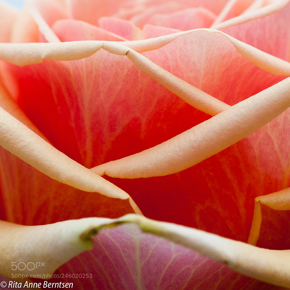 Nikon D700 sample photo. The symfoni of life. photography