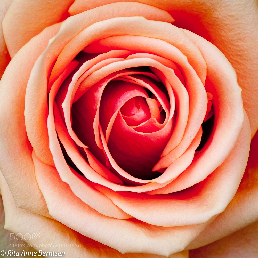 Nikon D700 sample photo. The symfoni of life. photography