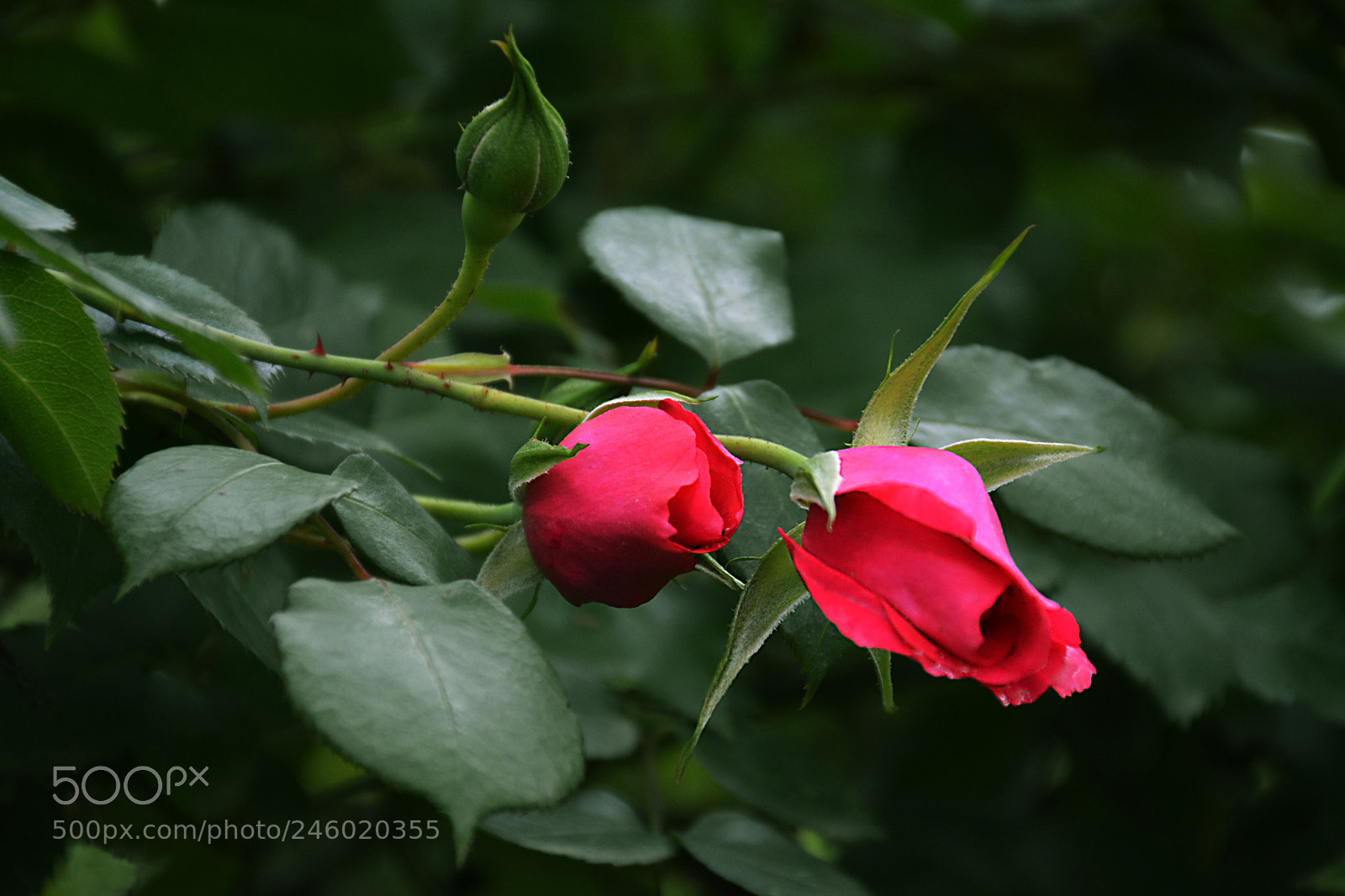Nikon D5200 sample photo. Roses 7 photography