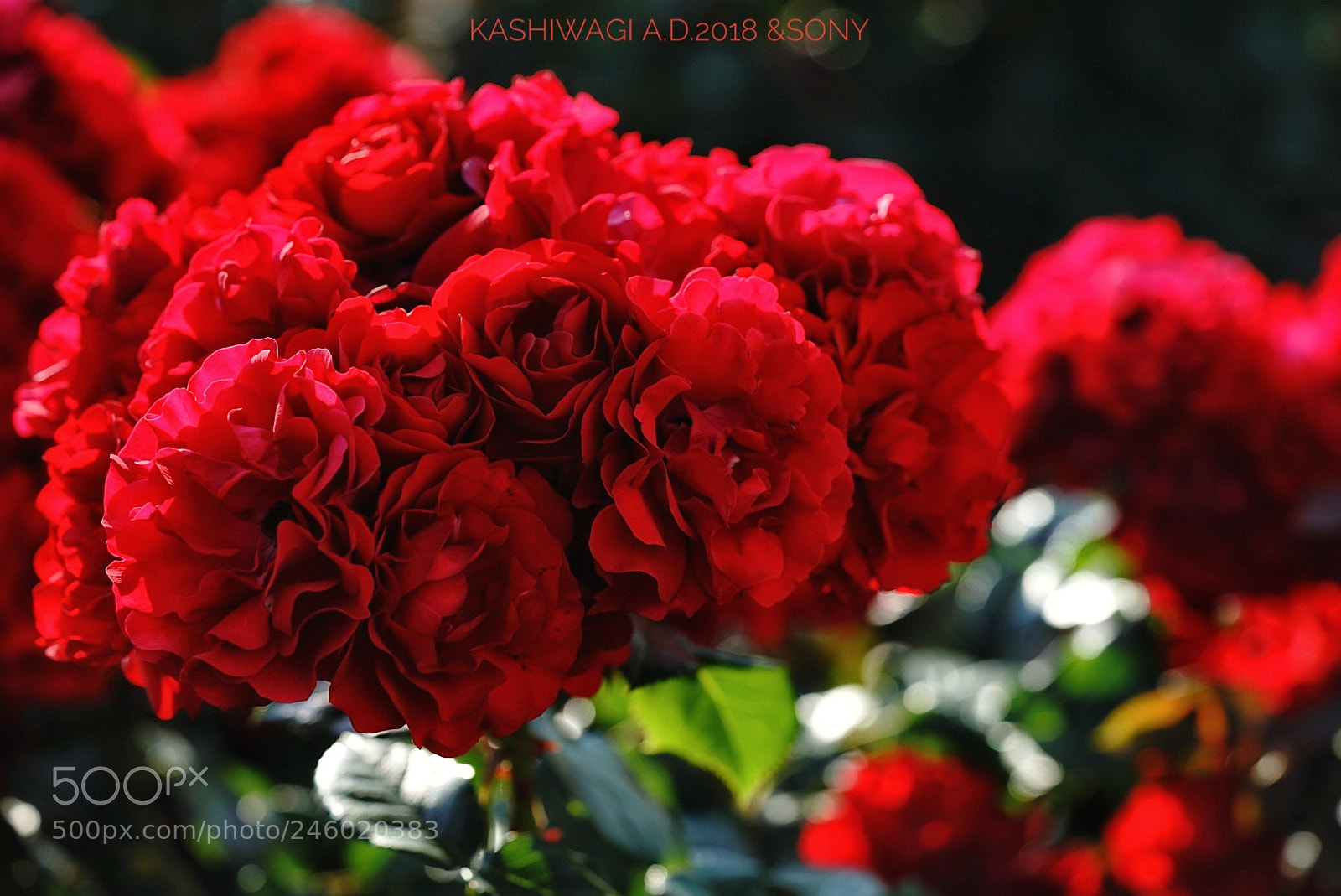 Sony a7 II sample photo. Lngurid waibull /germany 1981 photography