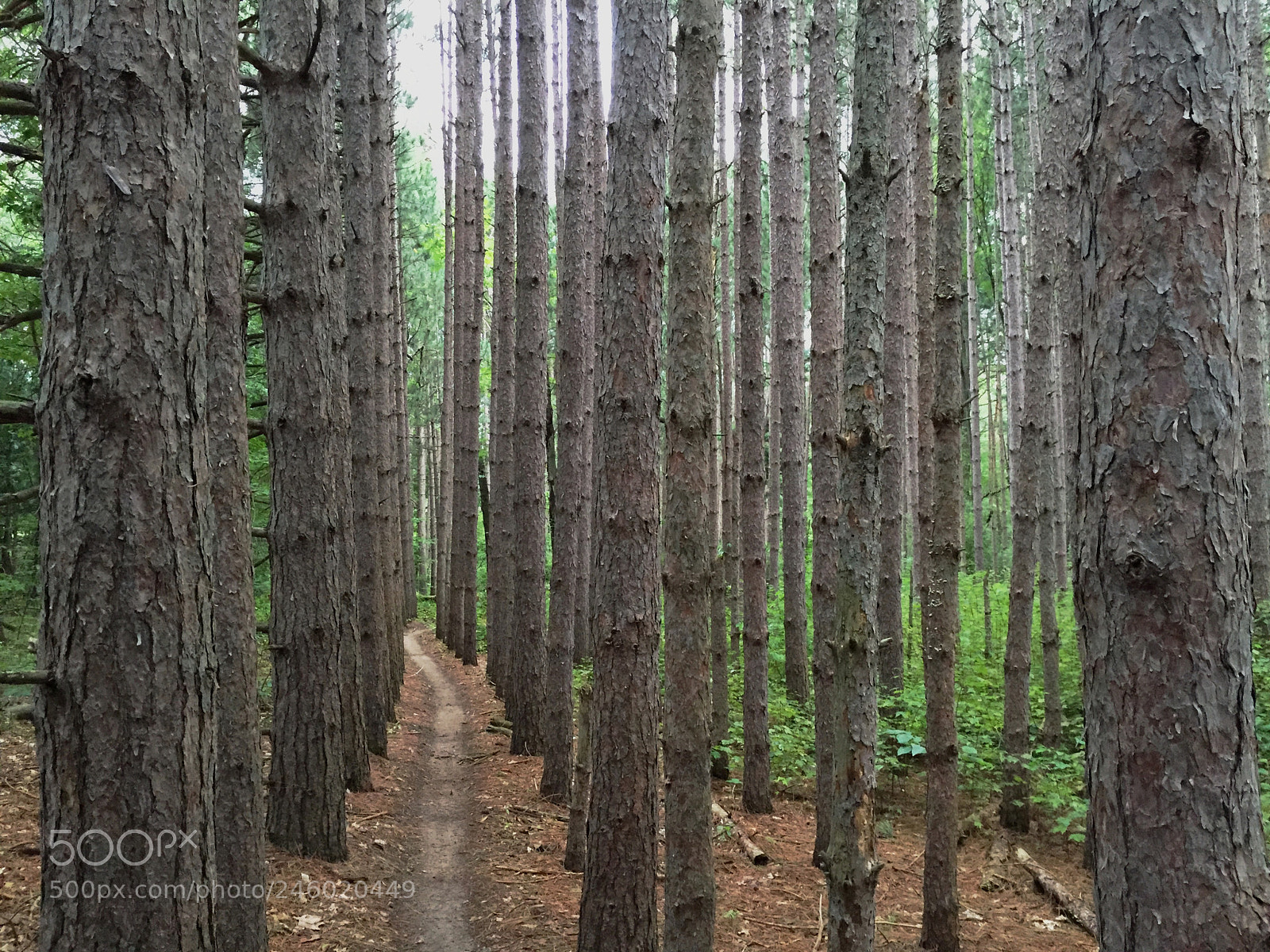 Apple iPhone 6 sample photo. Pine forest photography