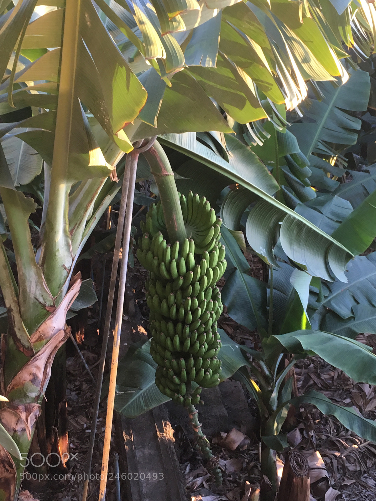 Apple iPhone SE sample photo. Bananas, la palma photography