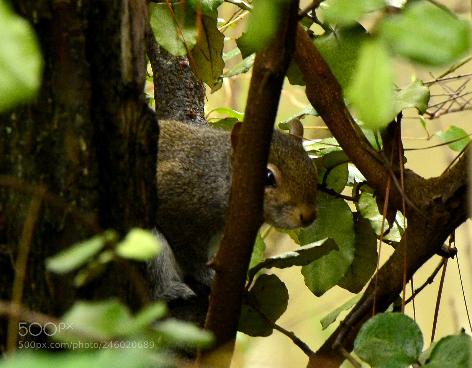 Nikon D7100 sample photo. Hiding 2/13/18 photography