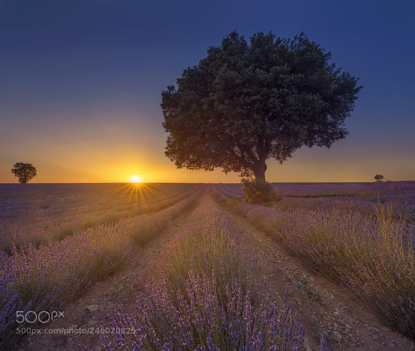 Nikon D610 sample photo. Sunset in a lavender photography