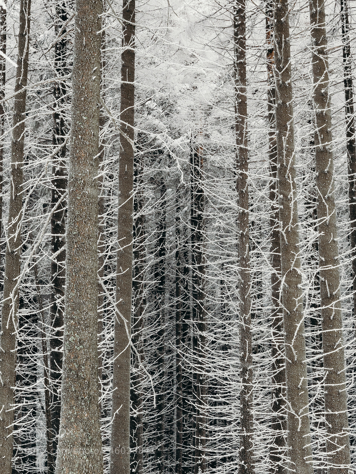 Panasonic Lumix DC-G9 sample photo. Frozen forest photography