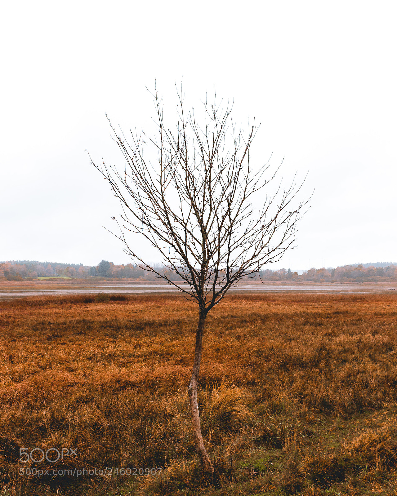 Canon EOS 700D (EOS Rebel T5i / EOS Kiss X7i) sample photo. Lonely tree photography