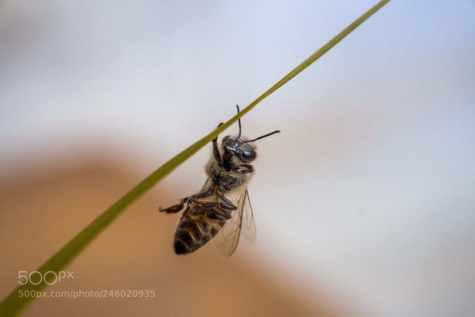 Fujifilm X-T2 sample photo. Bee wreath photography