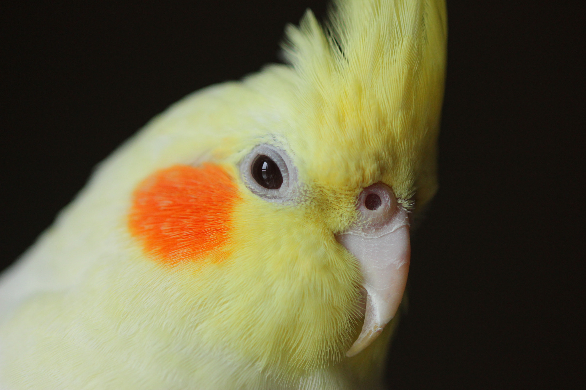 Canon EF 100mm F2.8 Macro USM sample photo. "ouioui " la calopsitte photography