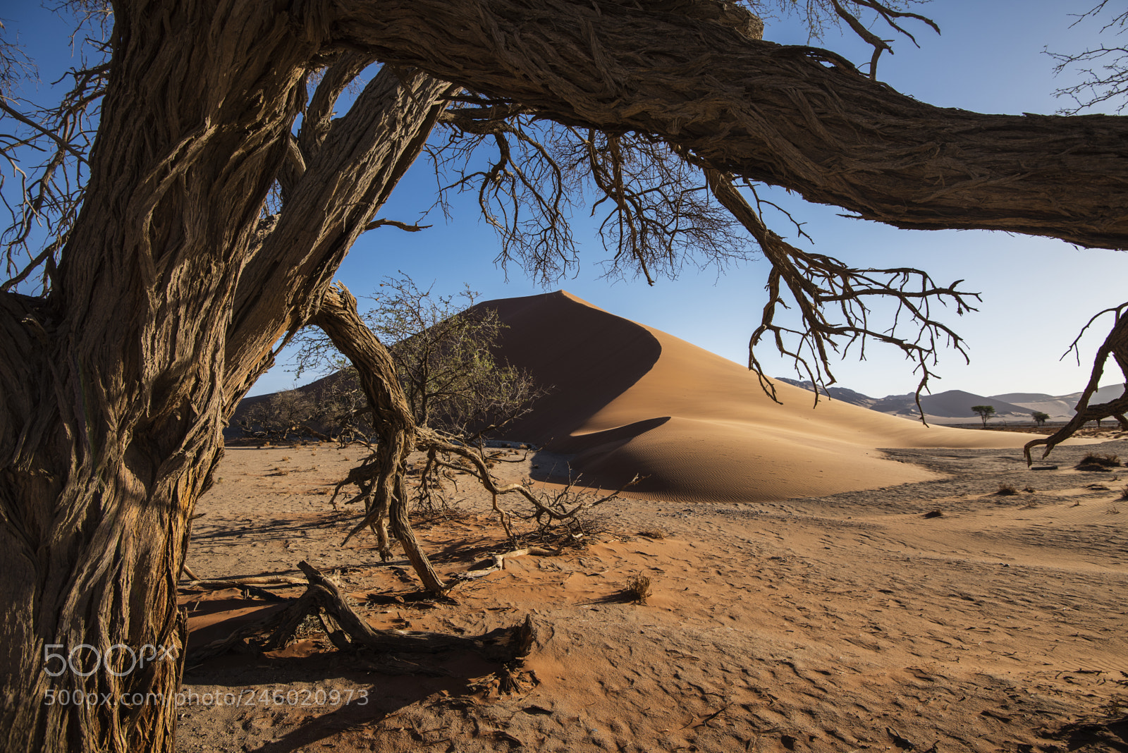 Nikon D810 sample photo. Dune 37 photography