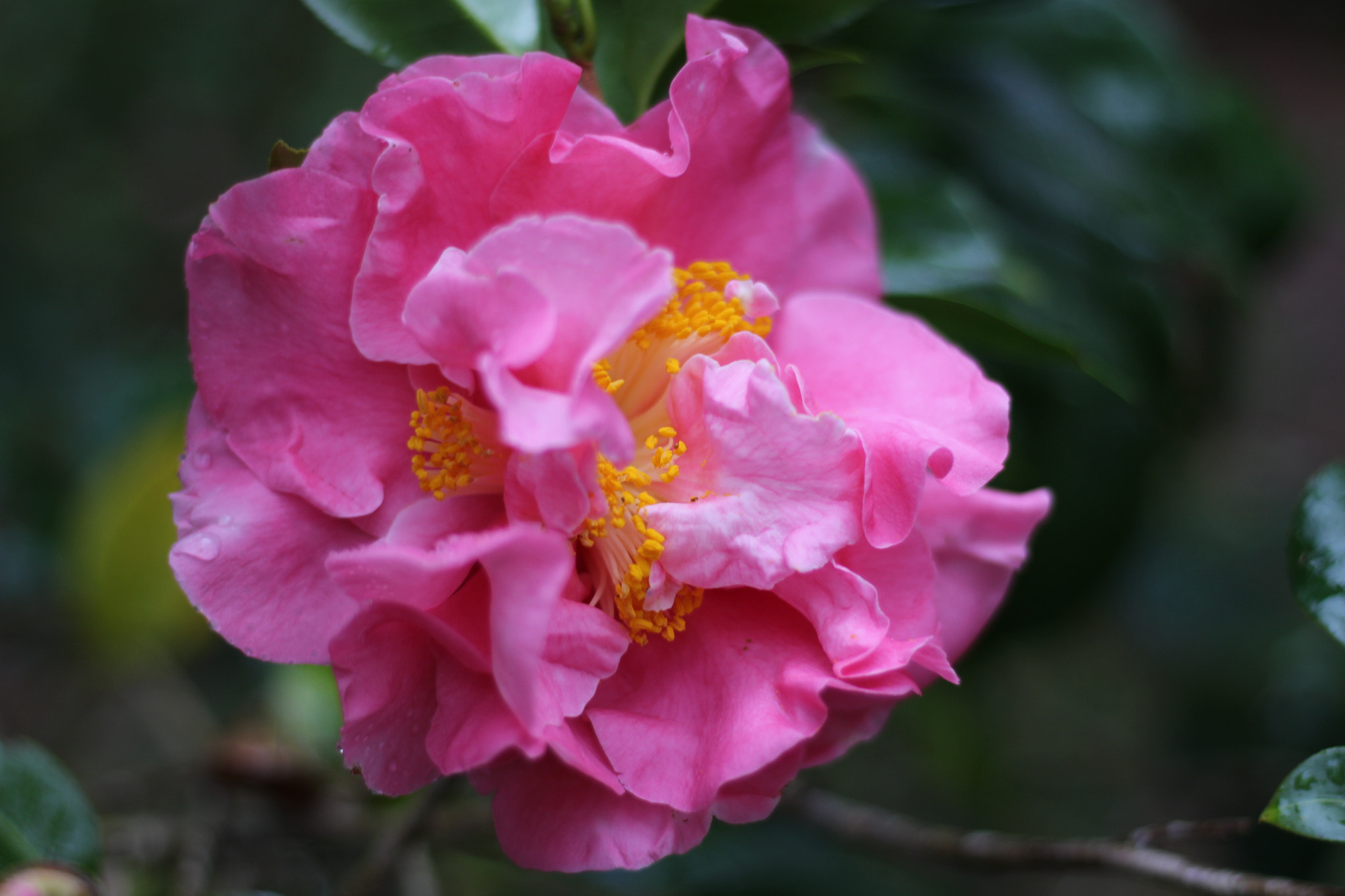 Canon EOS 100D (EOS Rebel SL1 / EOS Kiss X7) sample photo. Tiffany camellia photography