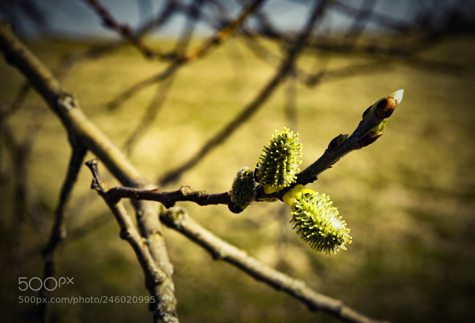 Nikon D5500 sample photo. Retro spring background willow photography