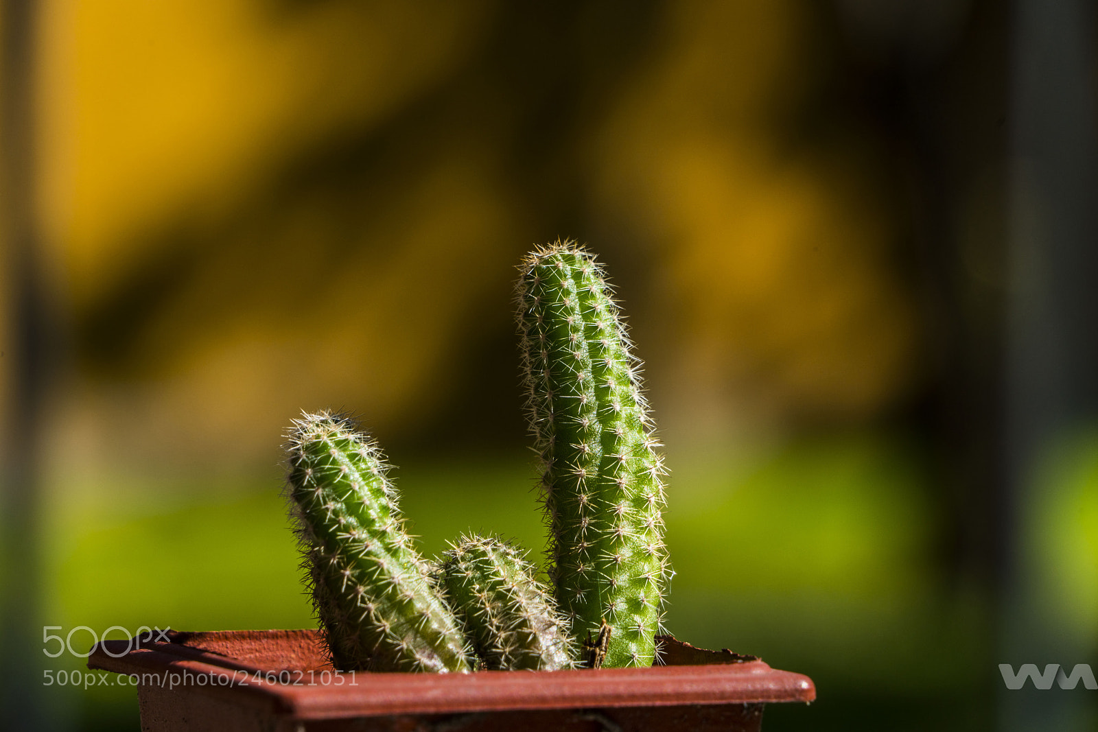 Sony a7R II sample photo. Dsc photography