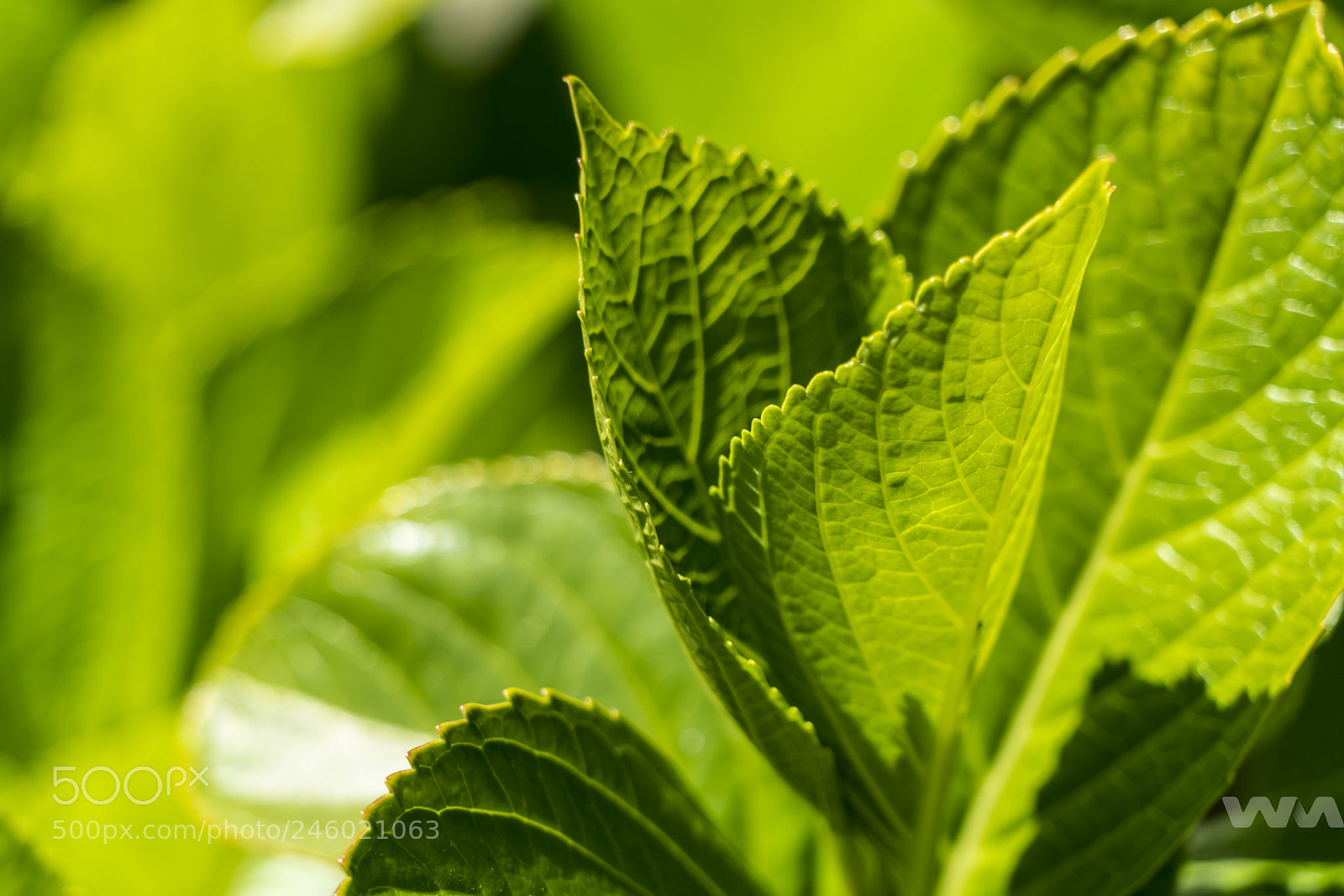 Sony a7R II sample photo. Dsc photography