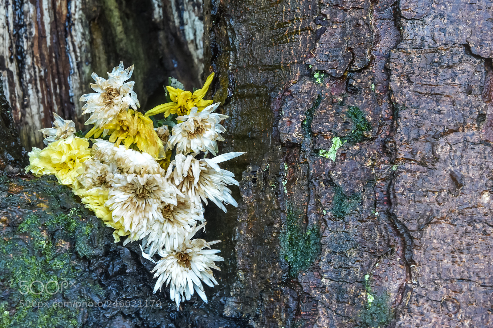 Nikon D7200 sample photo. Original edited photography