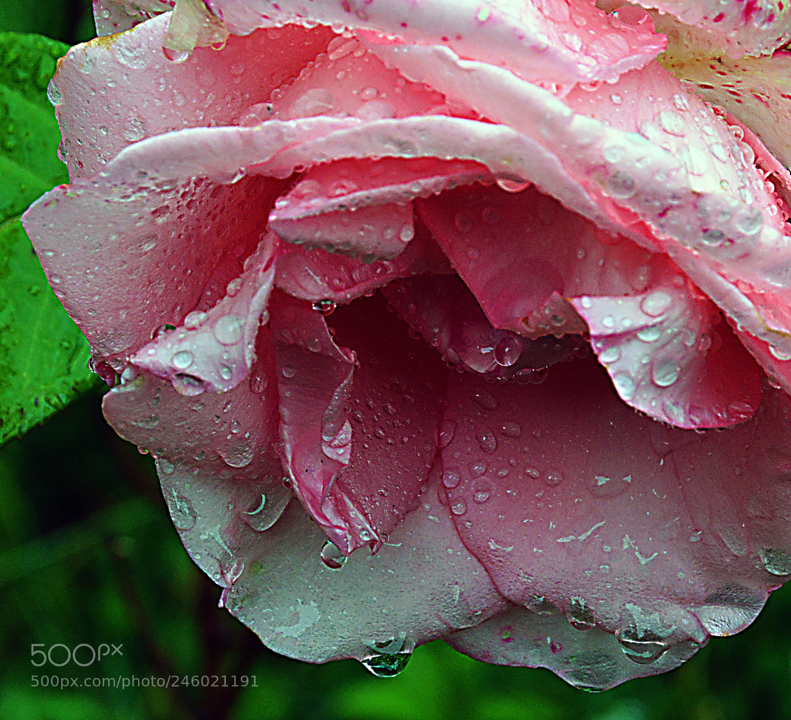 Nikon D5200 sample photo. Drops photography