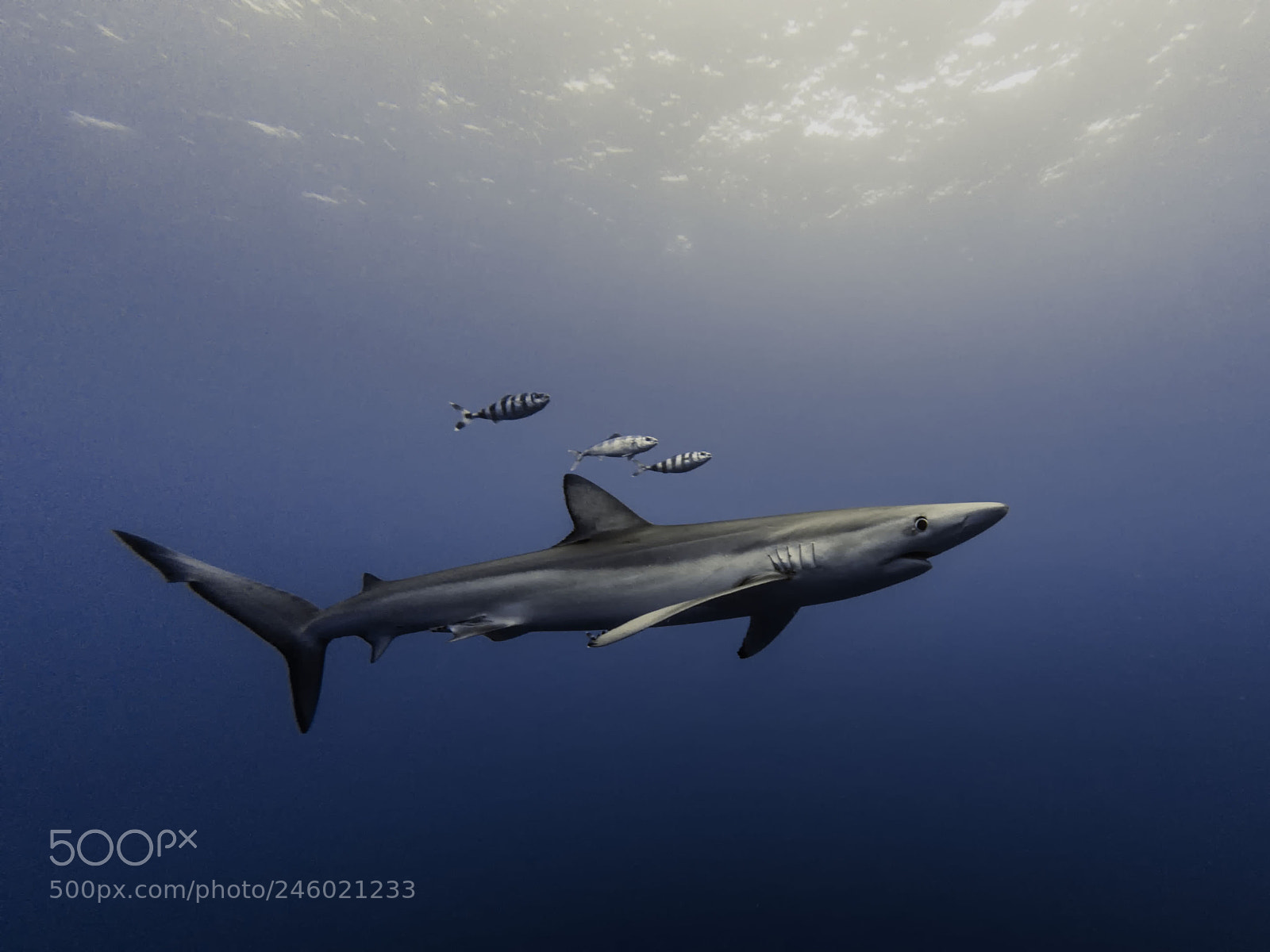GoPro Hero5 Black sample photo. Shark fins photography