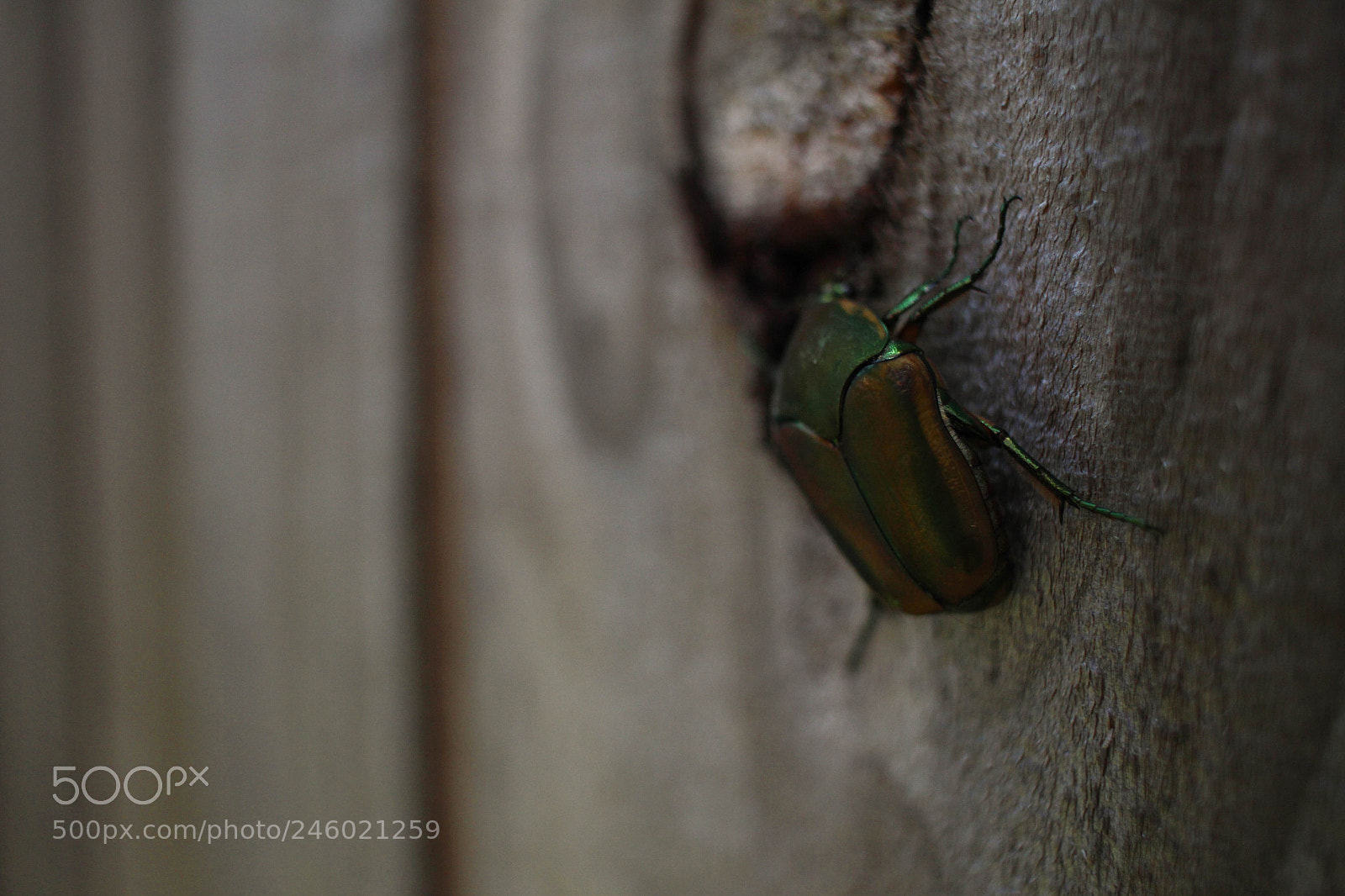 Canon EOS 700D (EOS Rebel T5i / EOS Kiss X7i) sample photo. Greenbeetle photography