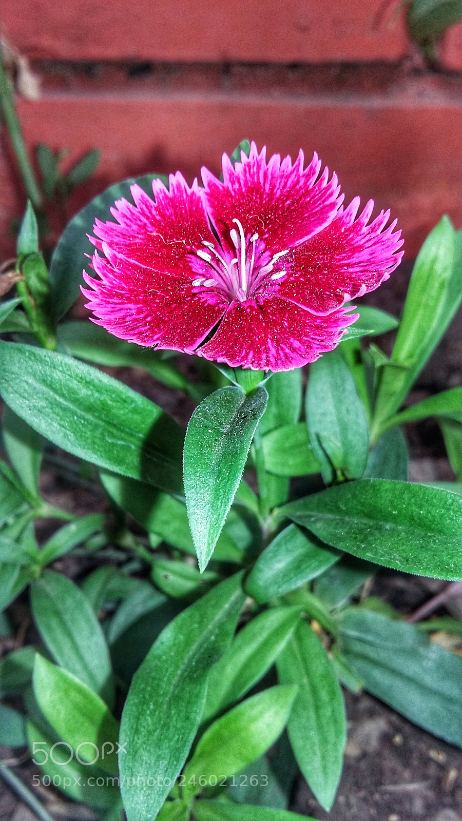 Samsung Galaxy Grand Prime sample photo. Fucsia photography