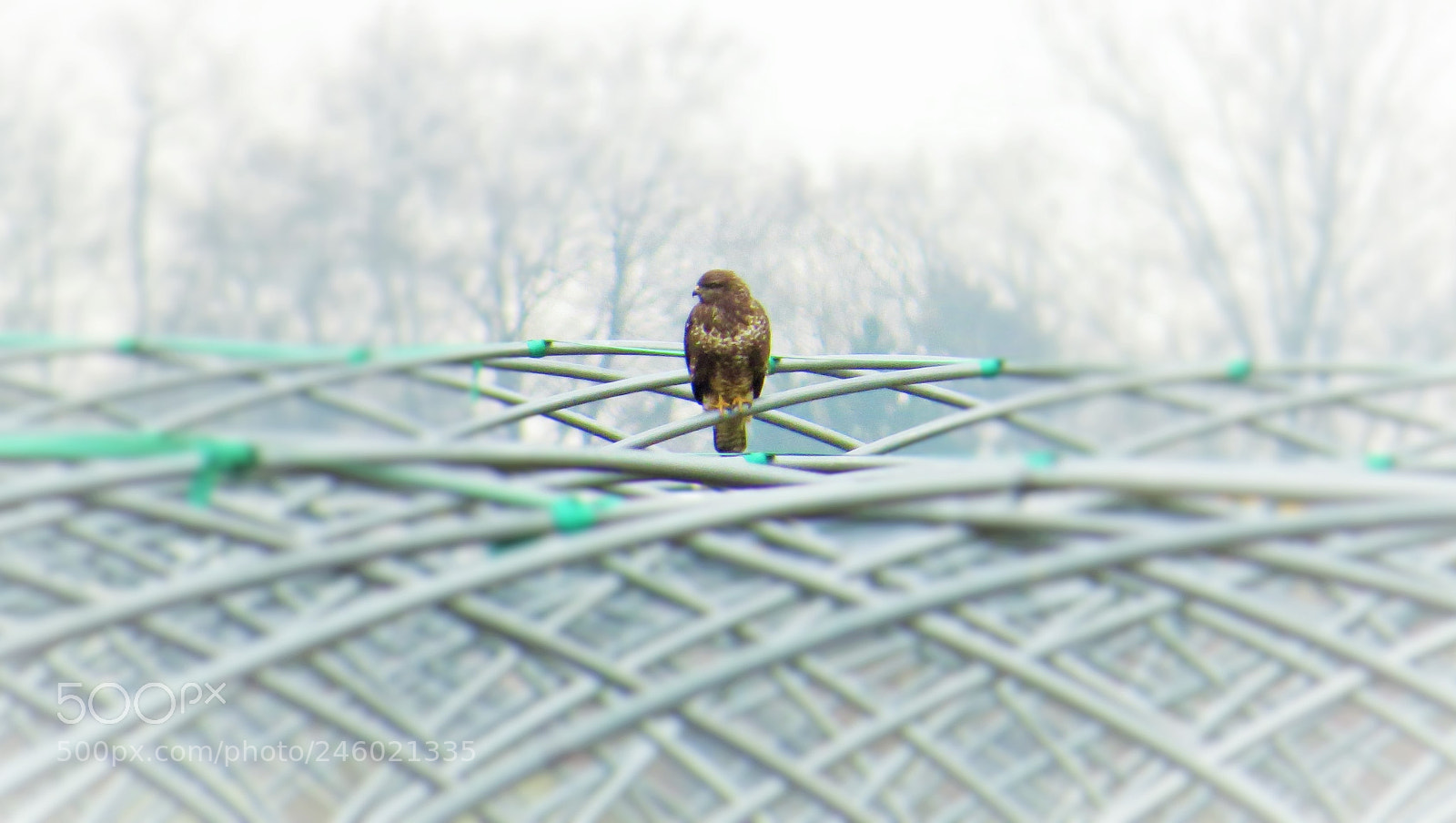 Canon PowerShot SX50 HS sample photo. Alone (...) photography