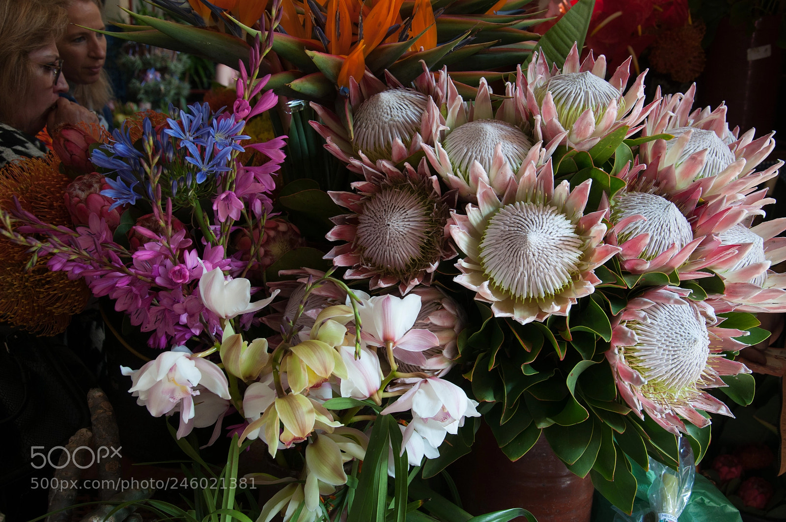 Nikon D5000 sample photo. Madeira blooming photography