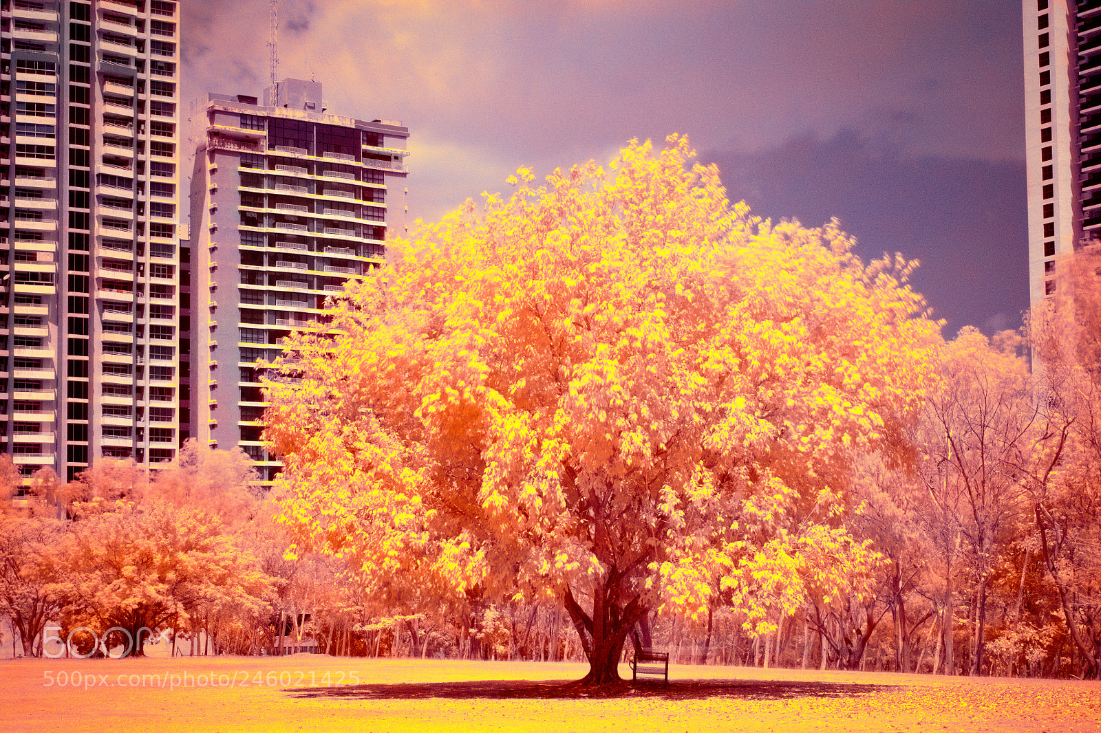 Canon EOS 5DS R sample photo. Edit photography