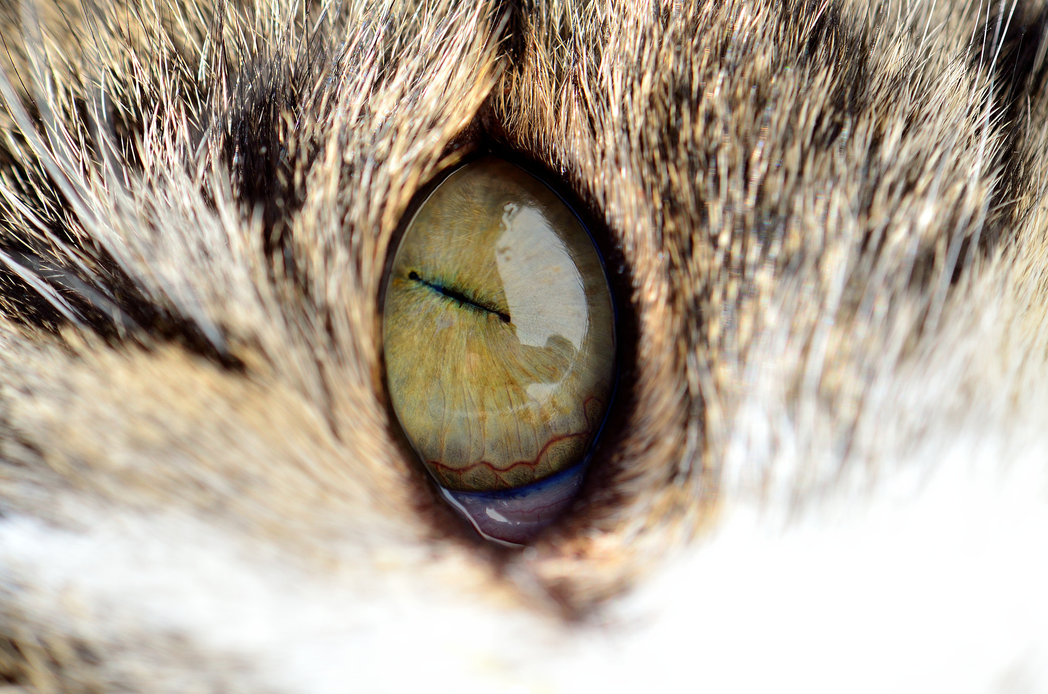Nikon AF-S DX Micro-Nikkor 85mm F3.5G ED VR sample photo. Occhi di gatto photography