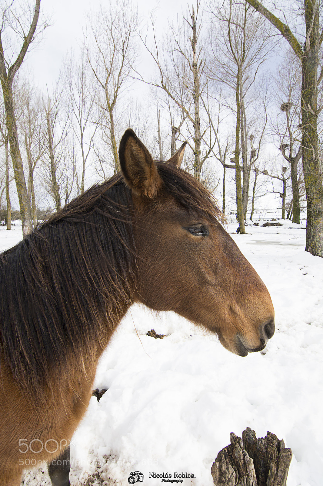Nikon D7100 sample photo. Horse modele photography