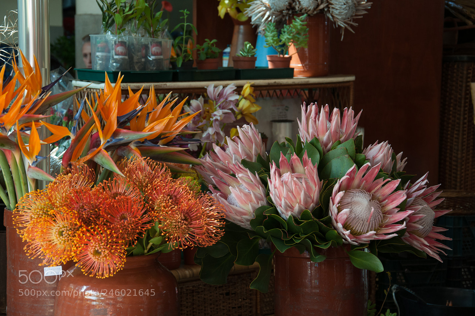 Nikon D5000 sample photo. Flowers of paradise photography