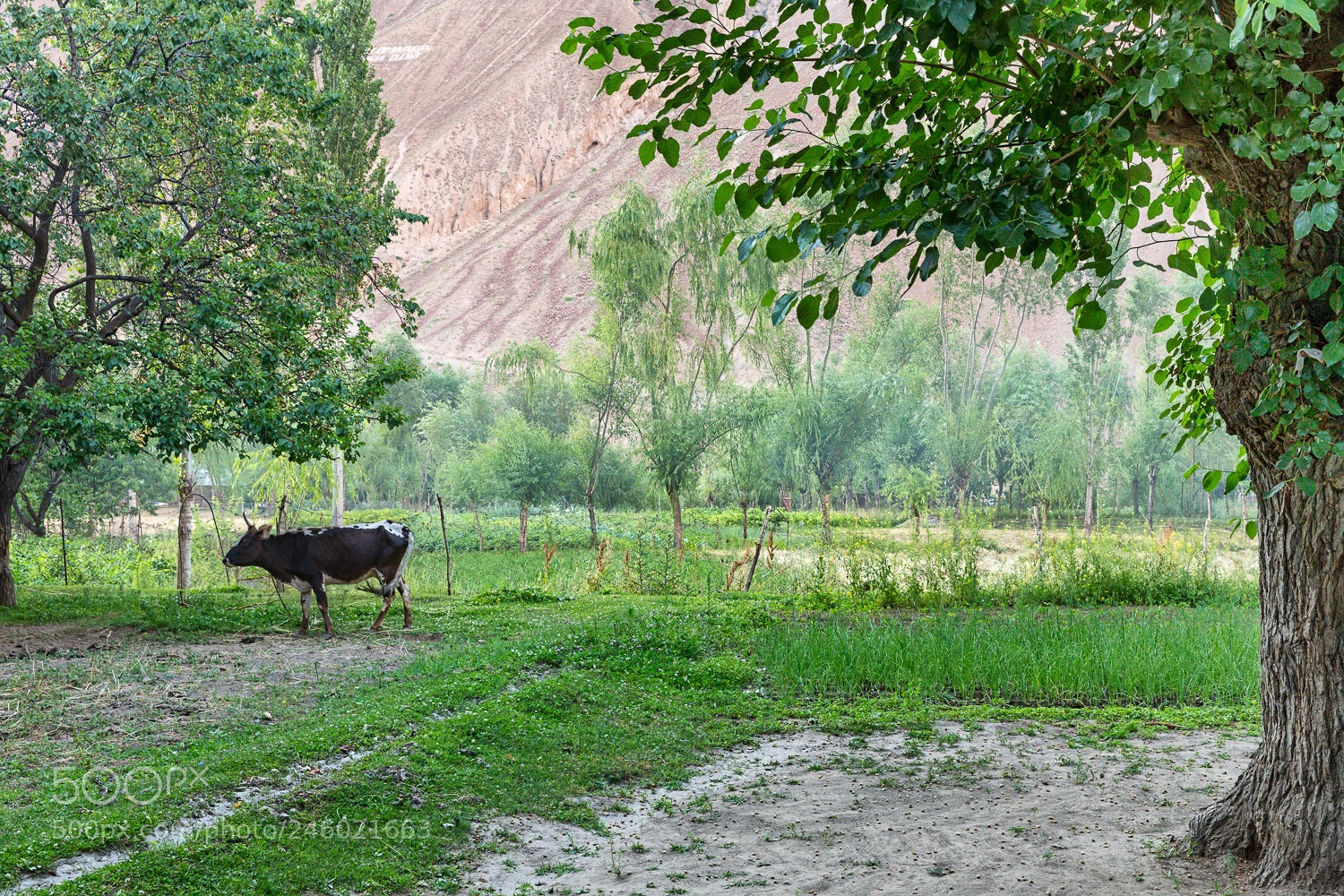 Canon EOS-1D X sample photo. Fields in pamiri village photography