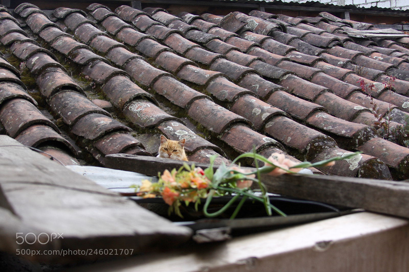 Canon EOS 50D sample photo. Kitty photography
