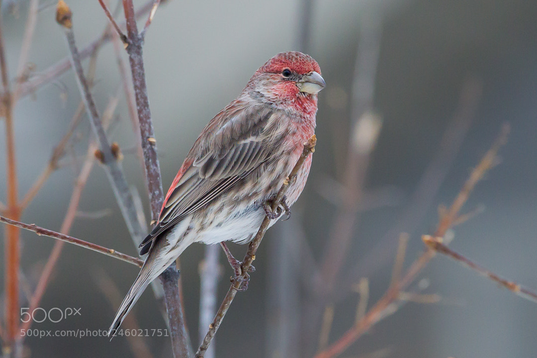 Canon EOS-1D Mark IV sample photo. House finch photography