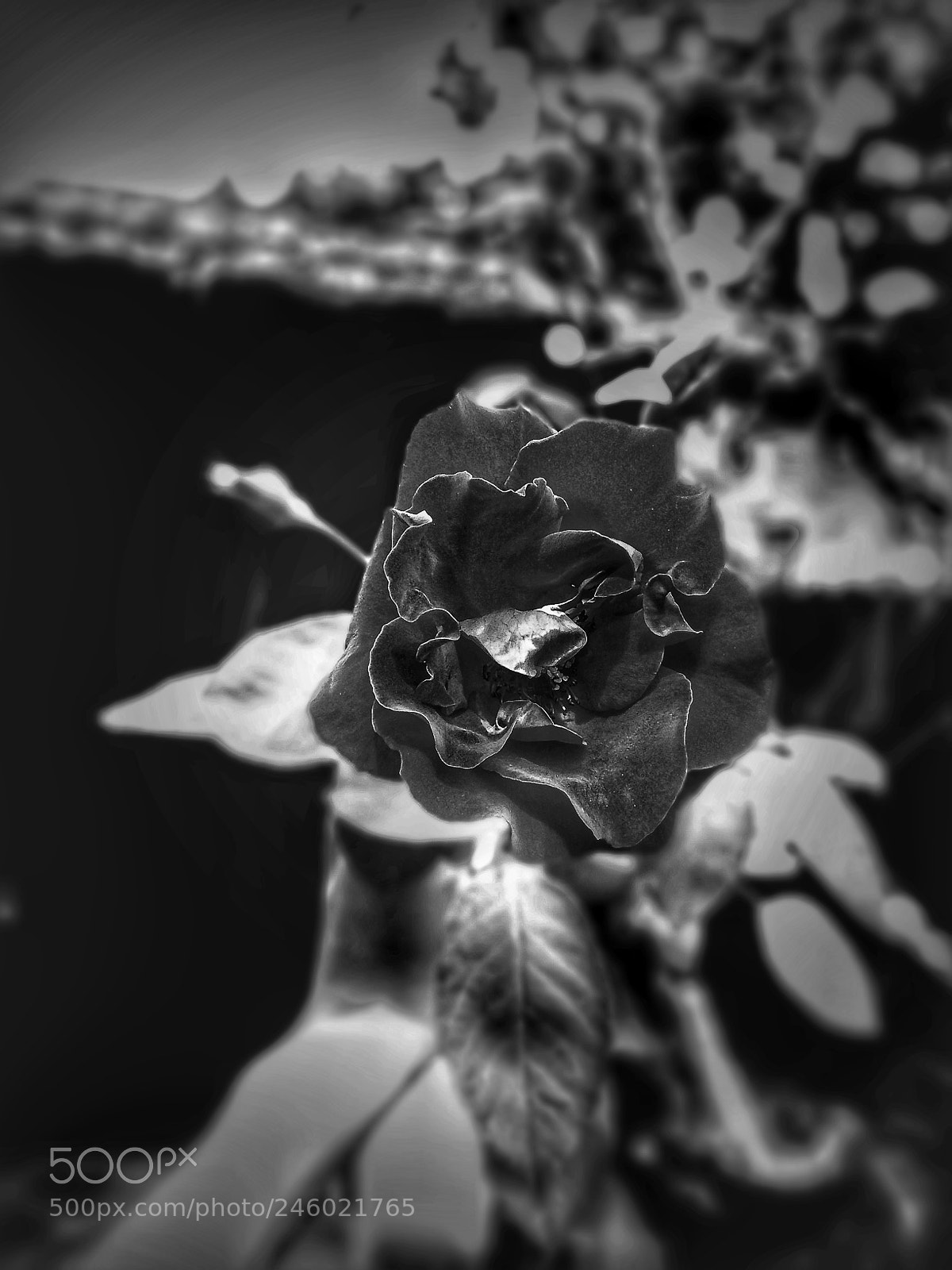 Motorola Moto G (5S) Plus sample photo. Black rose photography