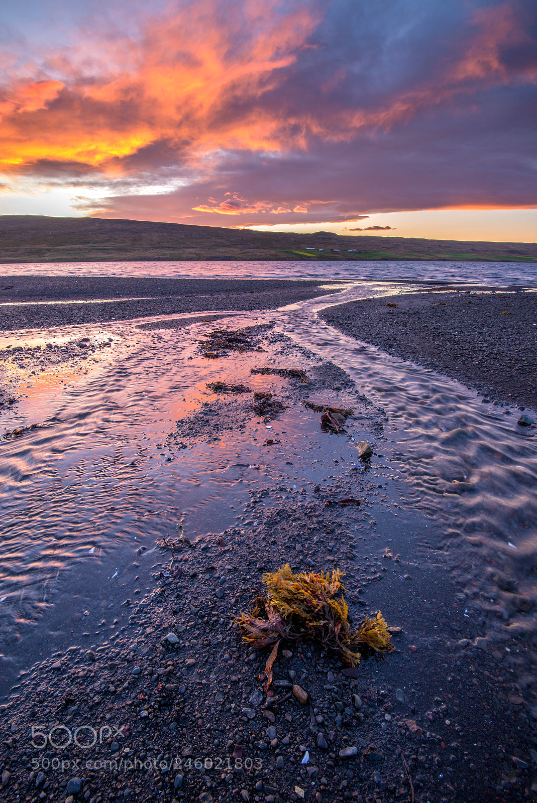 Nikon D610 sample photo. Seaweed photography