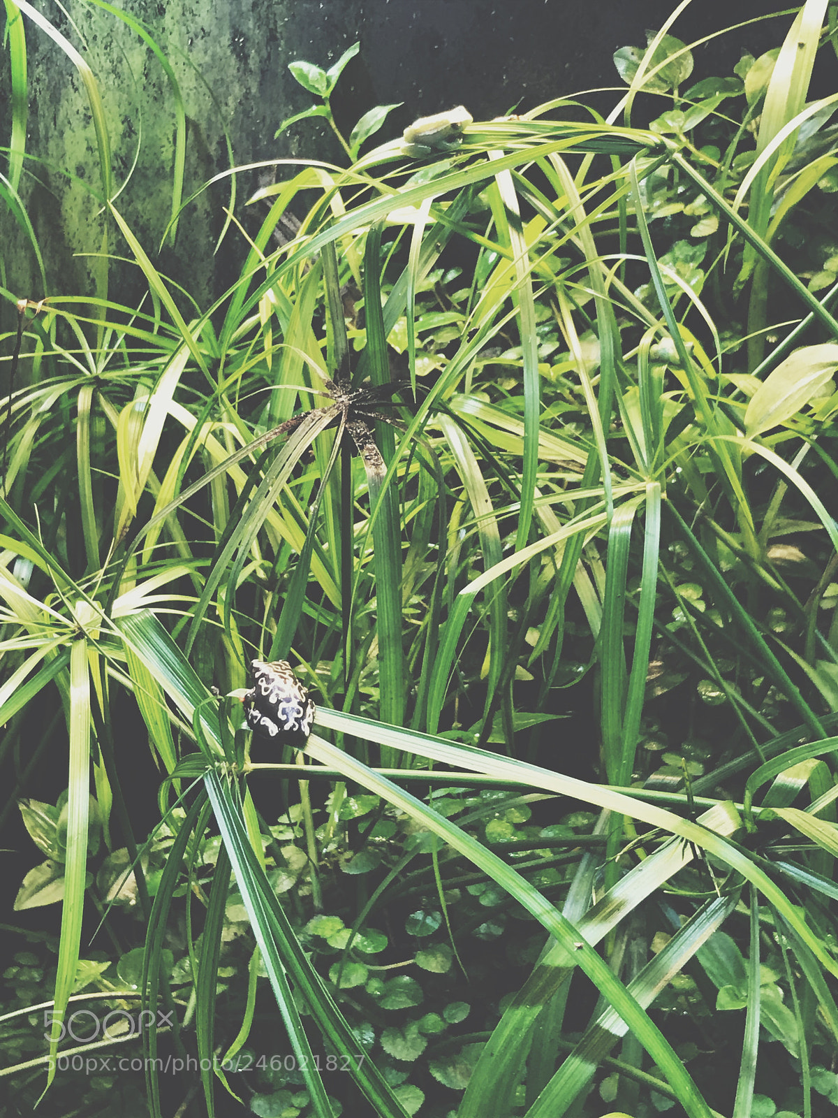 Apple iPhone 7 sample photo. Small frogs photography
