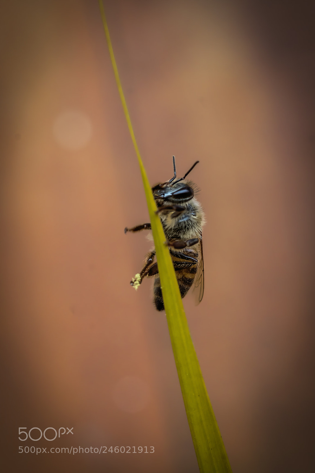 Fujifilm X-T2 sample photo. Increasing what gives photography