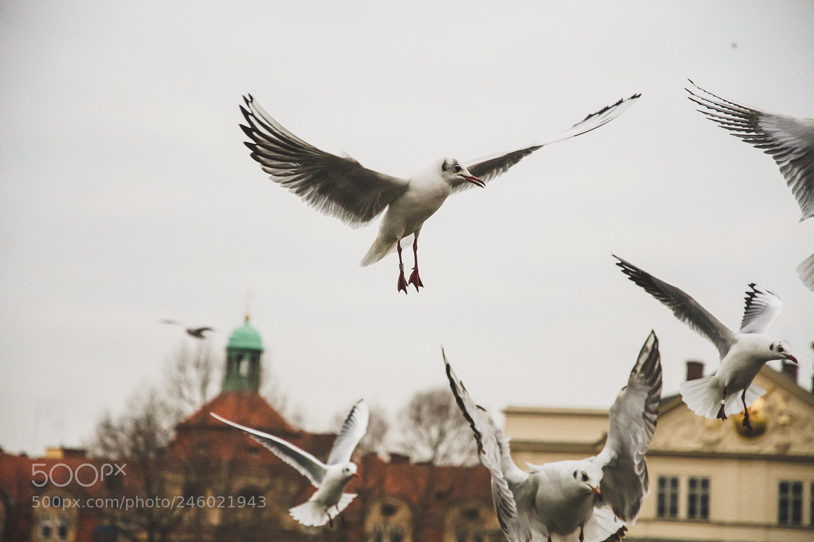 Nikon D500 sample photo. The bird ♥️ photography