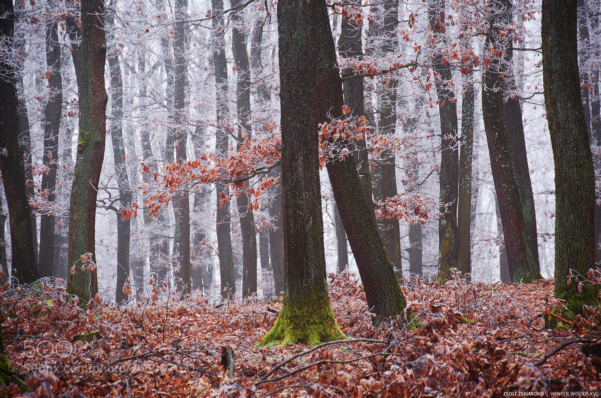 Nikon D5100 sample photo. Winter woods xvi. photography