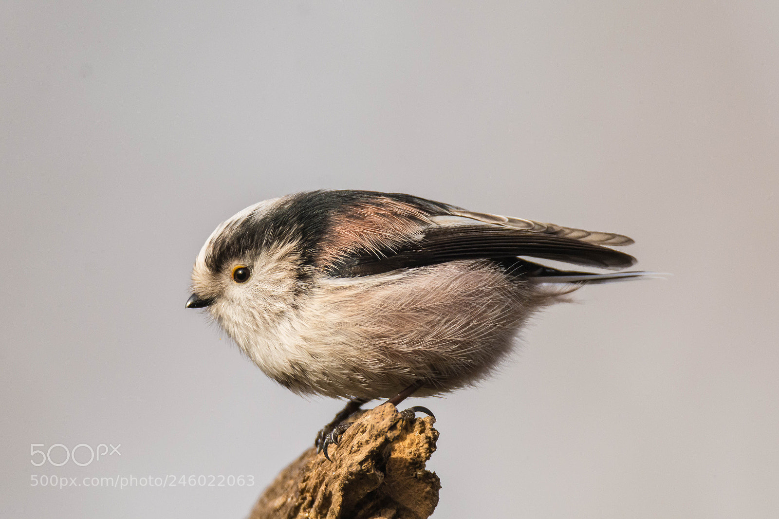 Nikon D7100 sample photo. Anyone seen my tail ? photography