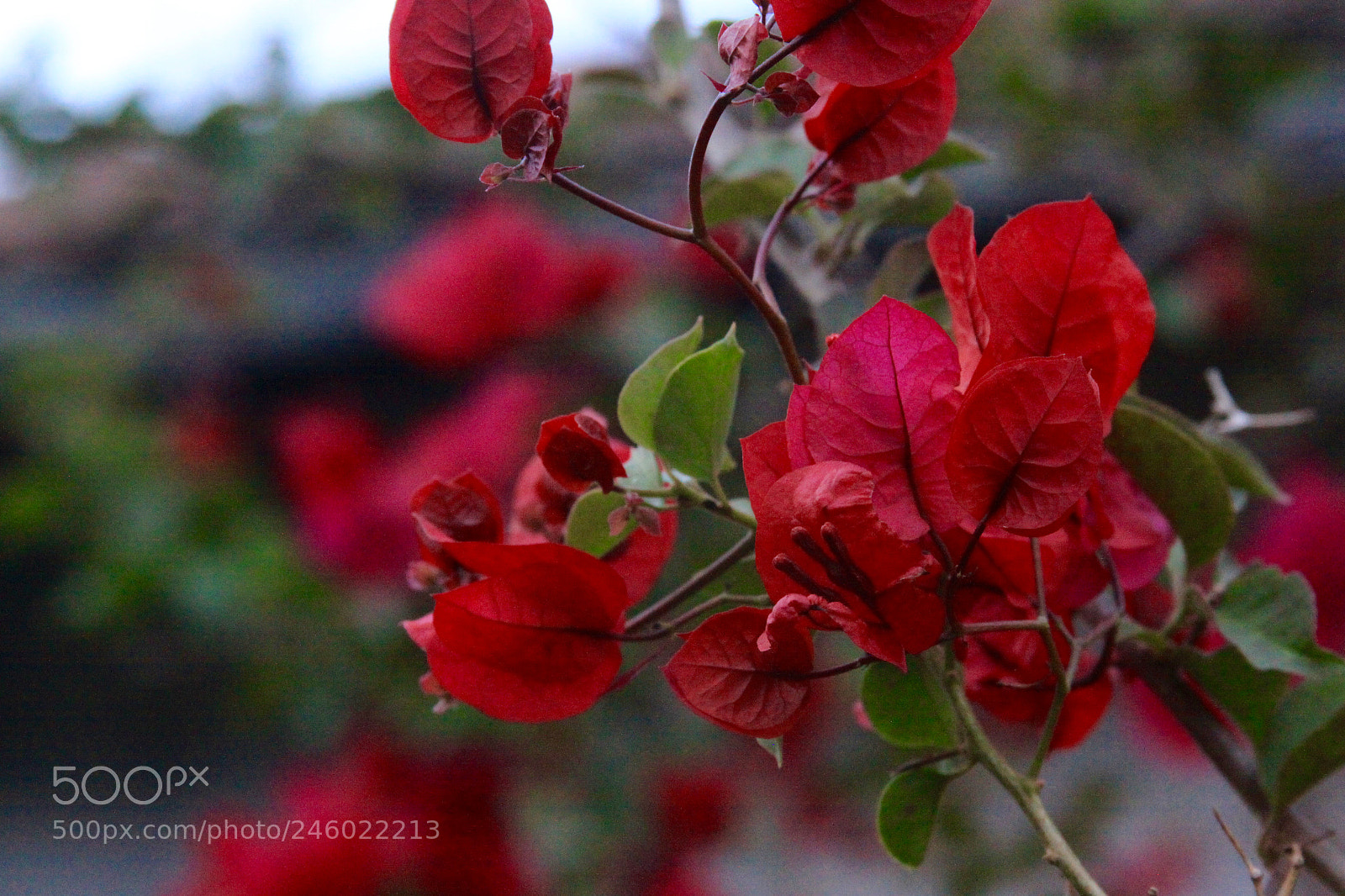 Canon EOS 50D sample photo. Red photography