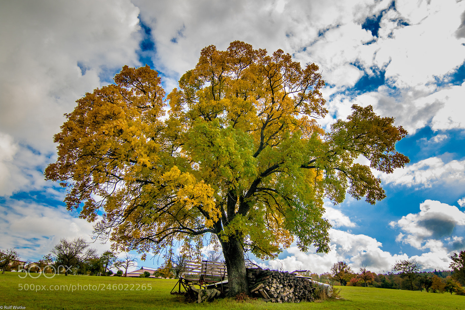 Canon EOS 7D Mark II sample photo. Rotensol herbstbaum photography